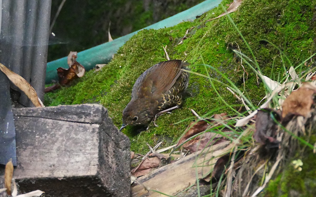 Scaly-breasted Cupwing (Himalayan) - ML381916581