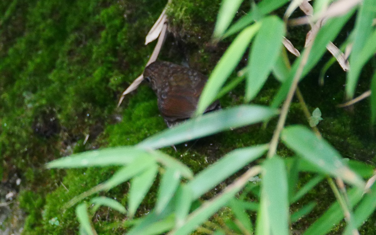 Scaly-breasted Cupwing (Himalayan) - ML381916951