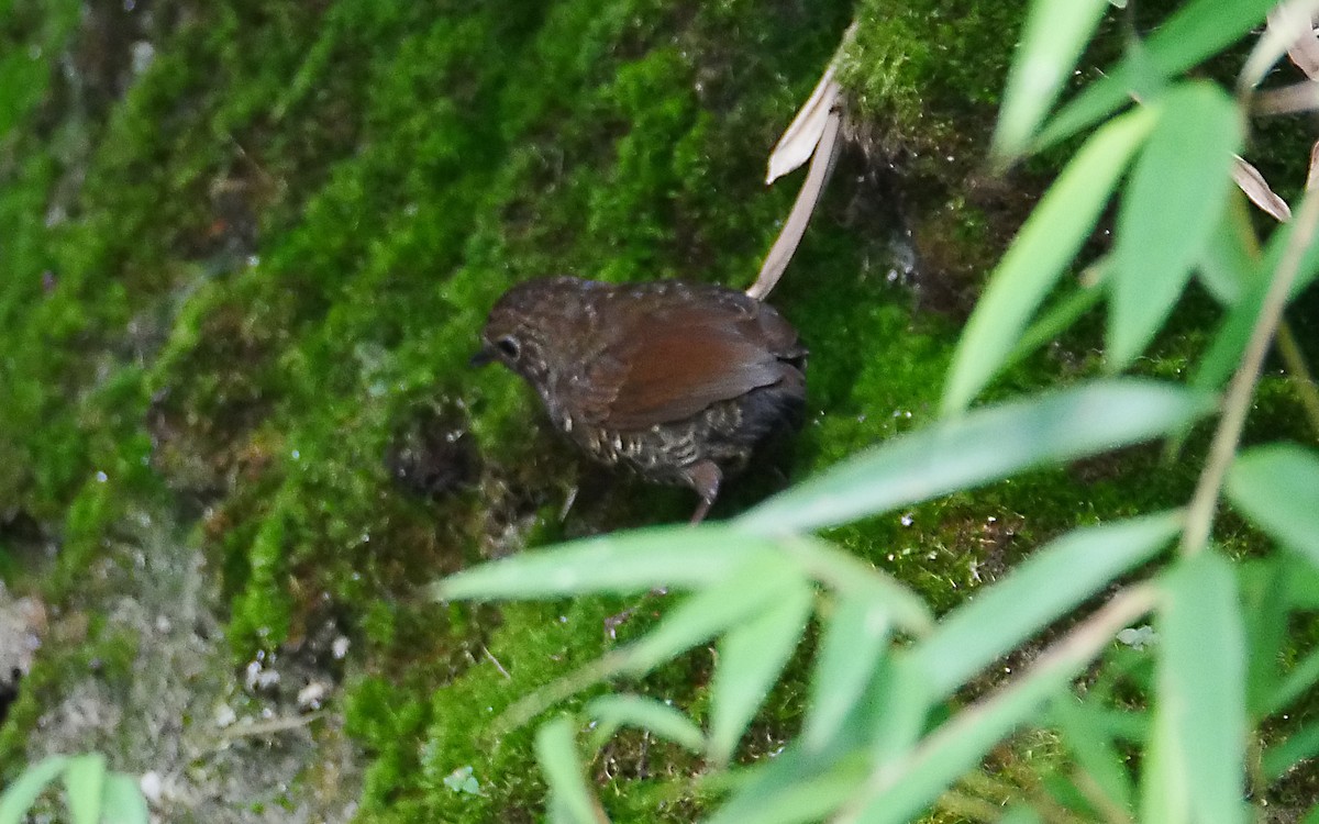 Scaly-breasted Cupwing (Himalayan) - ML381916971