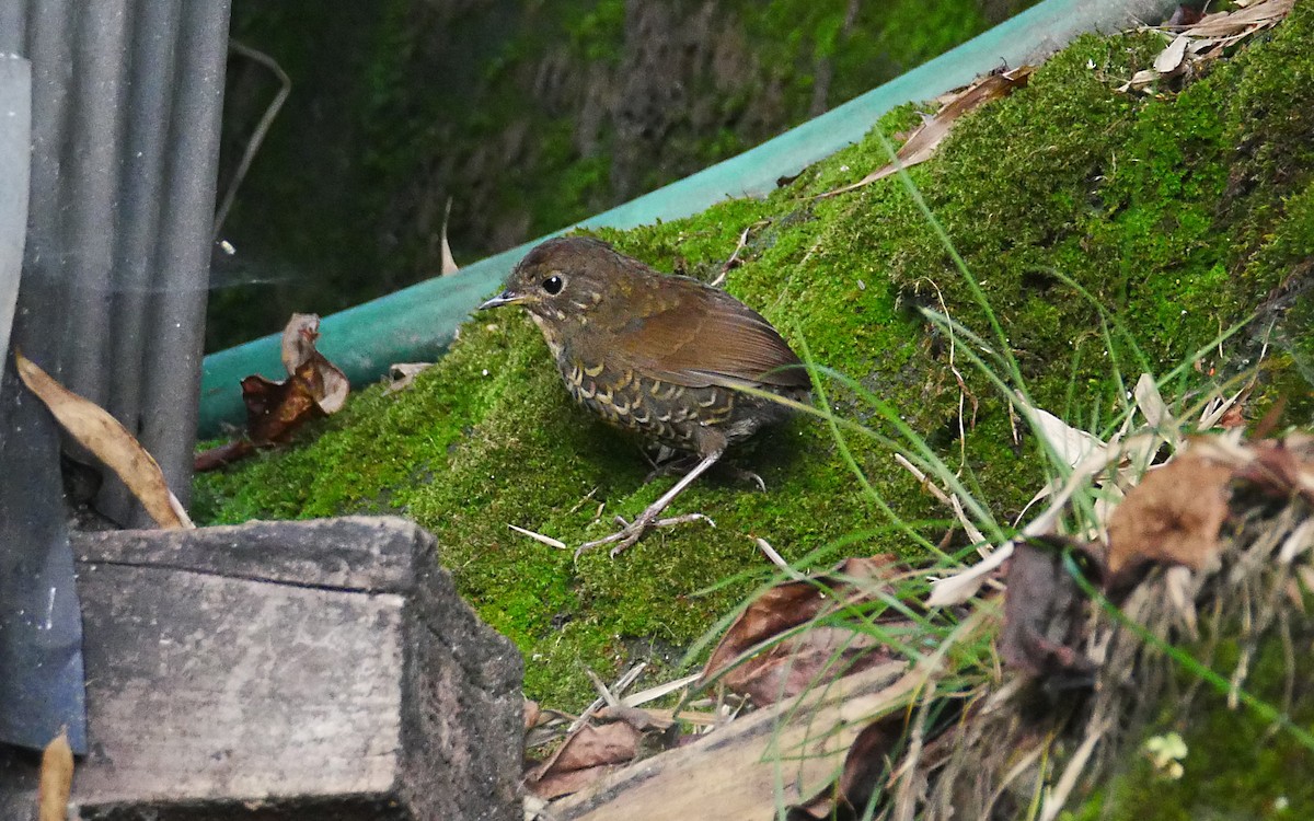 Scaly-breasted Cupwing (Himalayan) - ML381917211