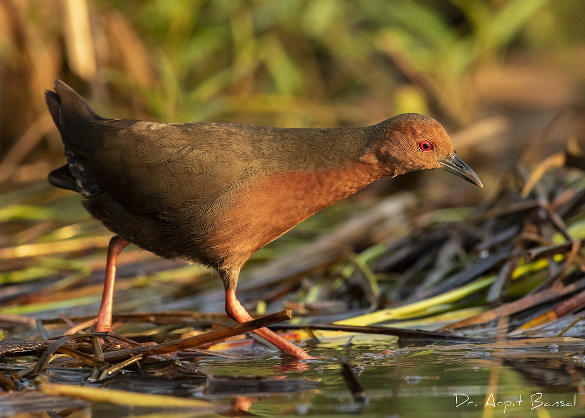 Ruddy-breasted Crake - Arpit Bansal