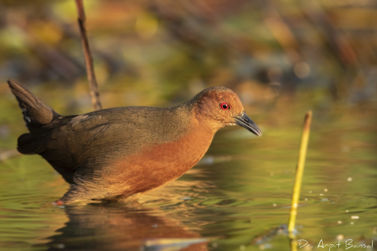 Ruddy-breasted Crake - Arpit Bansal