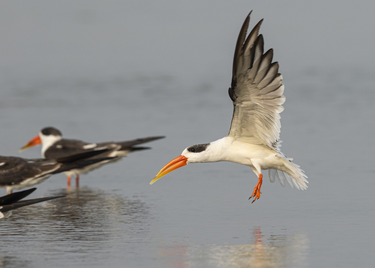 Indian Skimmer - ML381917641