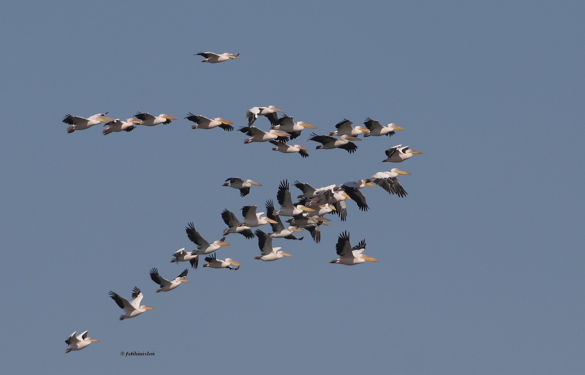 Great White Pelican - ML381919011