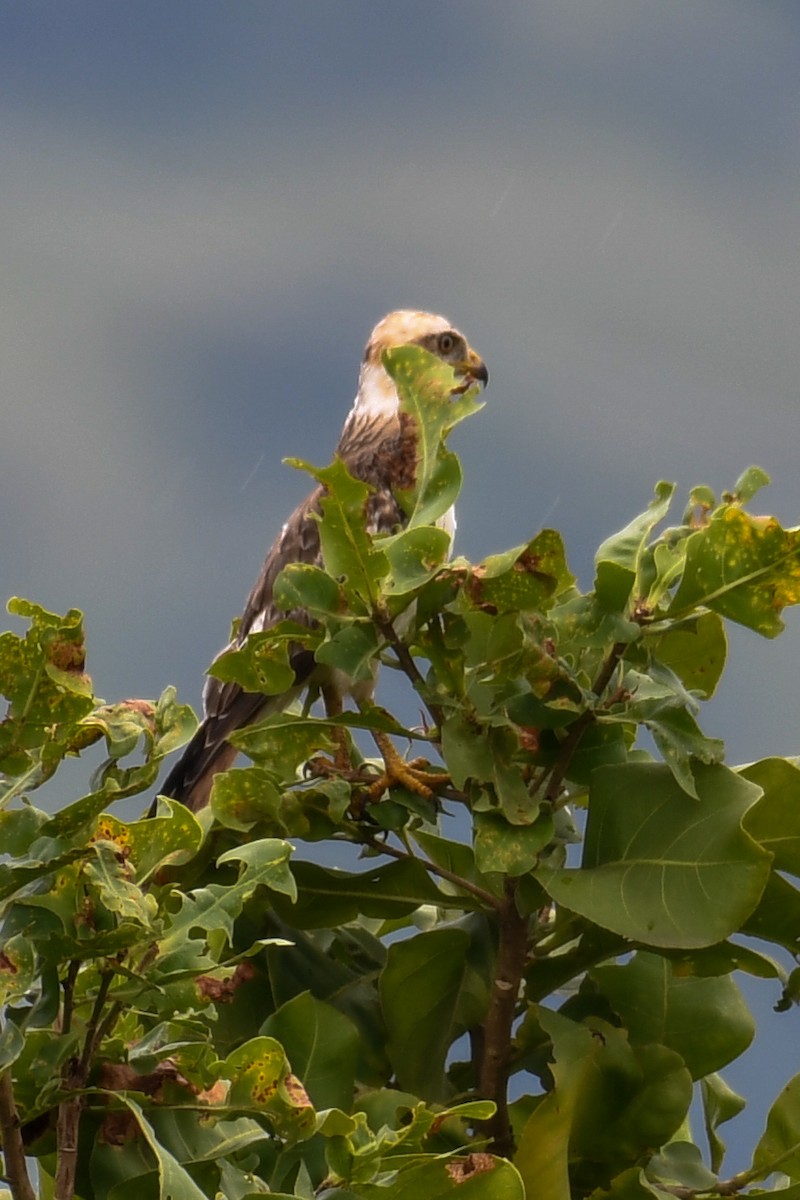 White-eyed Buzzard - ML381919701