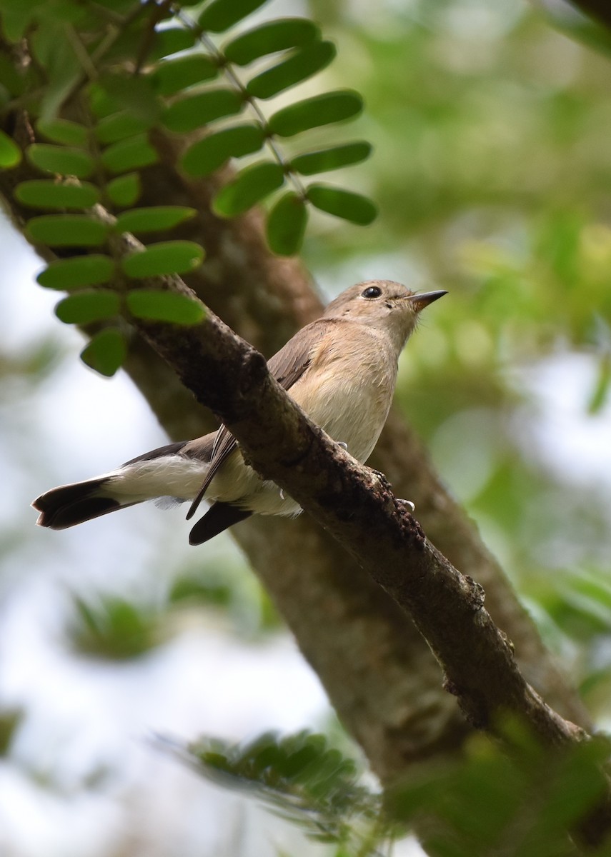 Taiga Flycatcher - ML381921211