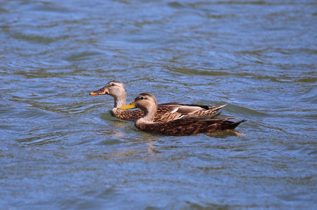 Mottled Duck - ML381921521