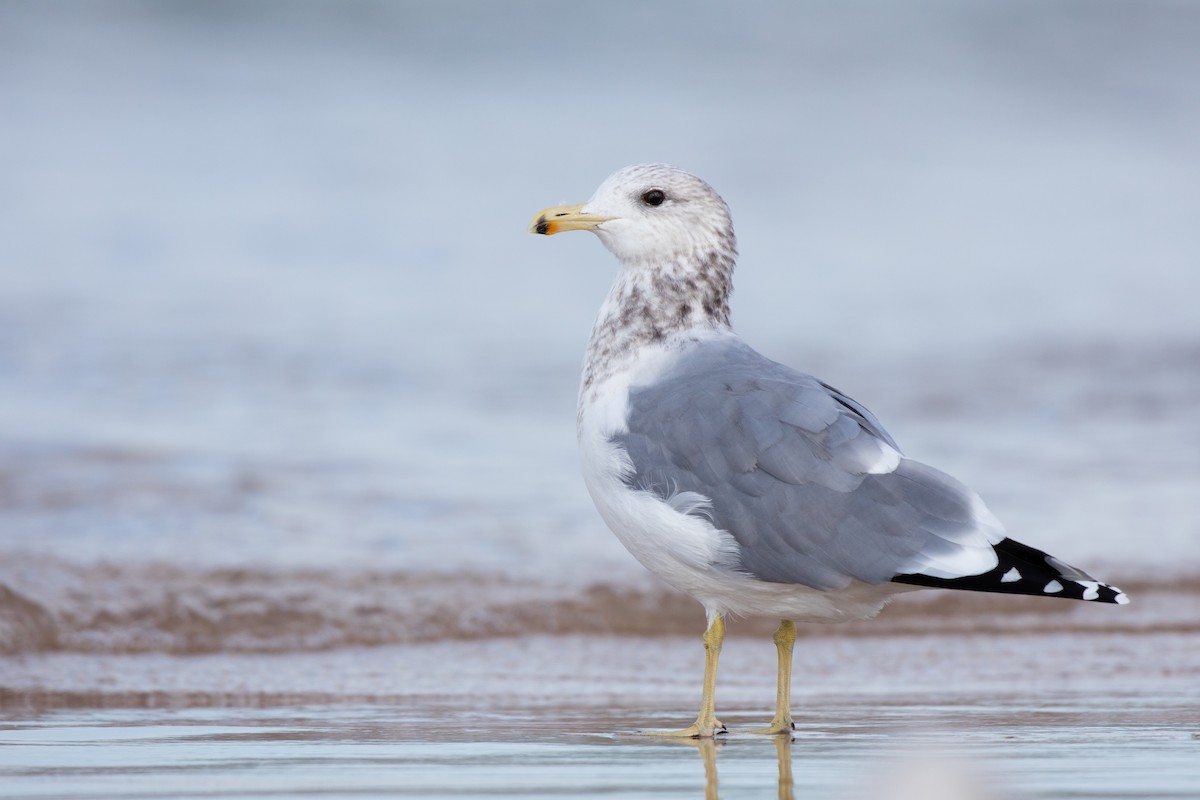 California Gull - Ryan Sanderson