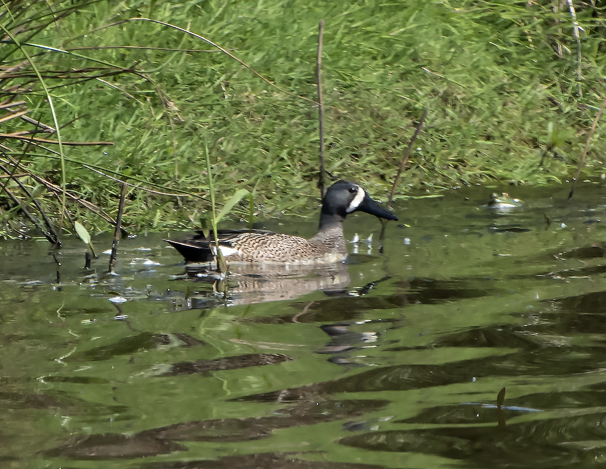 Blue-winged Teal - David Badke