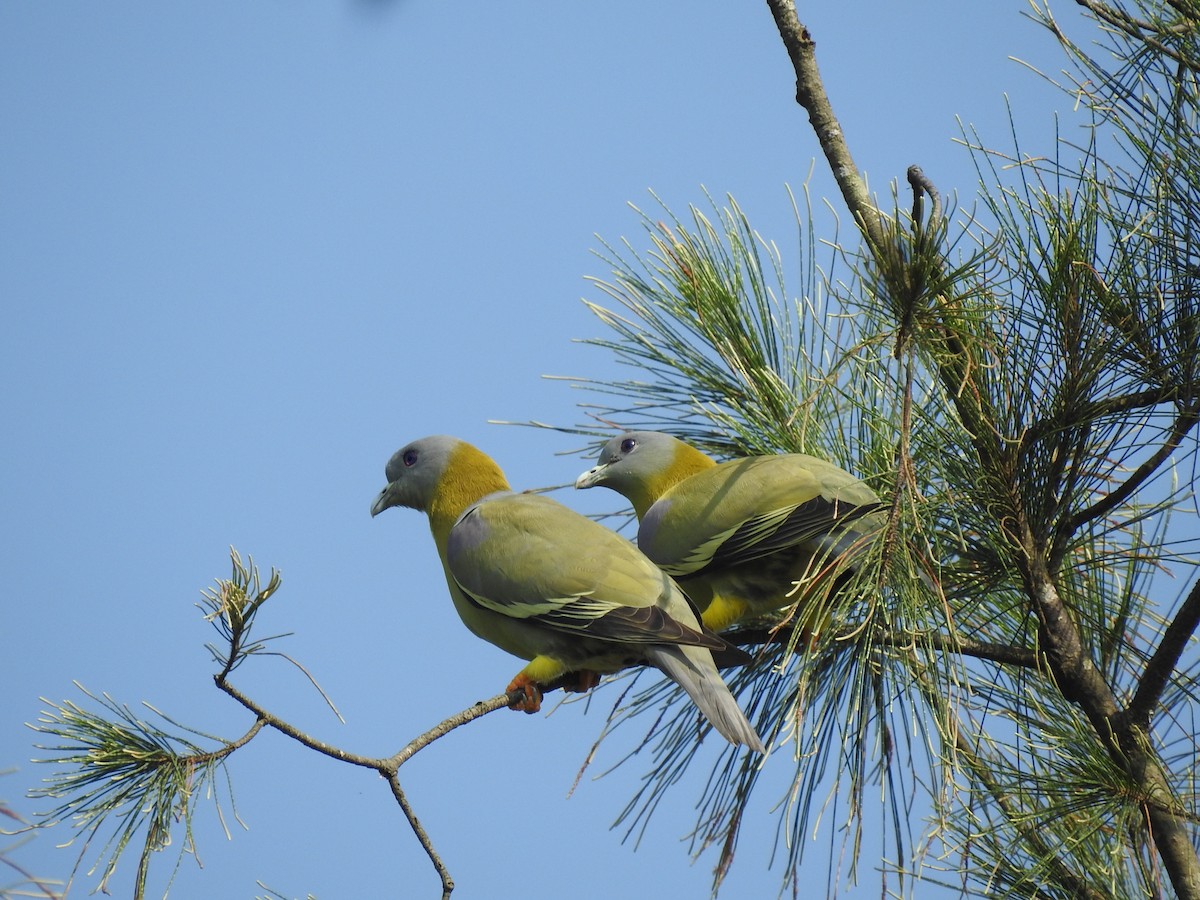 Yellow-footed Green-Pigeon - ML381928261