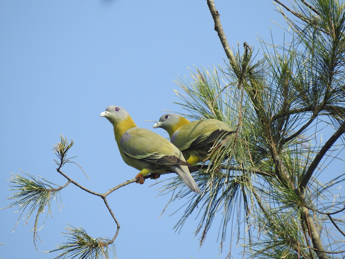 Yellow-footed Green-Pigeon - ML381928271