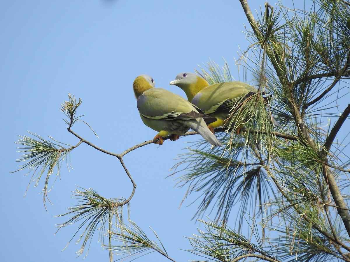 Yellow-footed Green-Pigeon - ML381928281