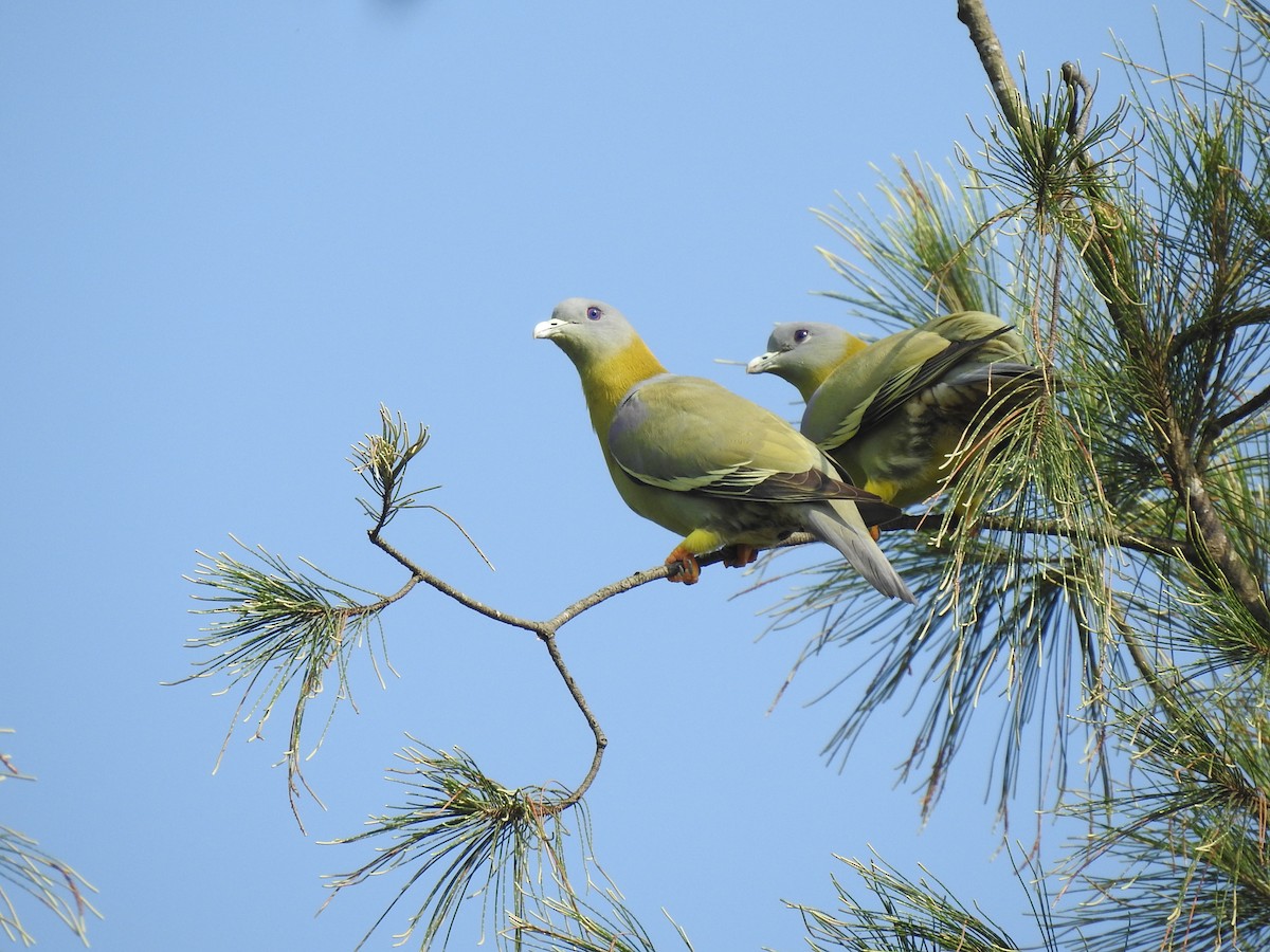 Yellow-footed Green-Pigeon - ML381928291