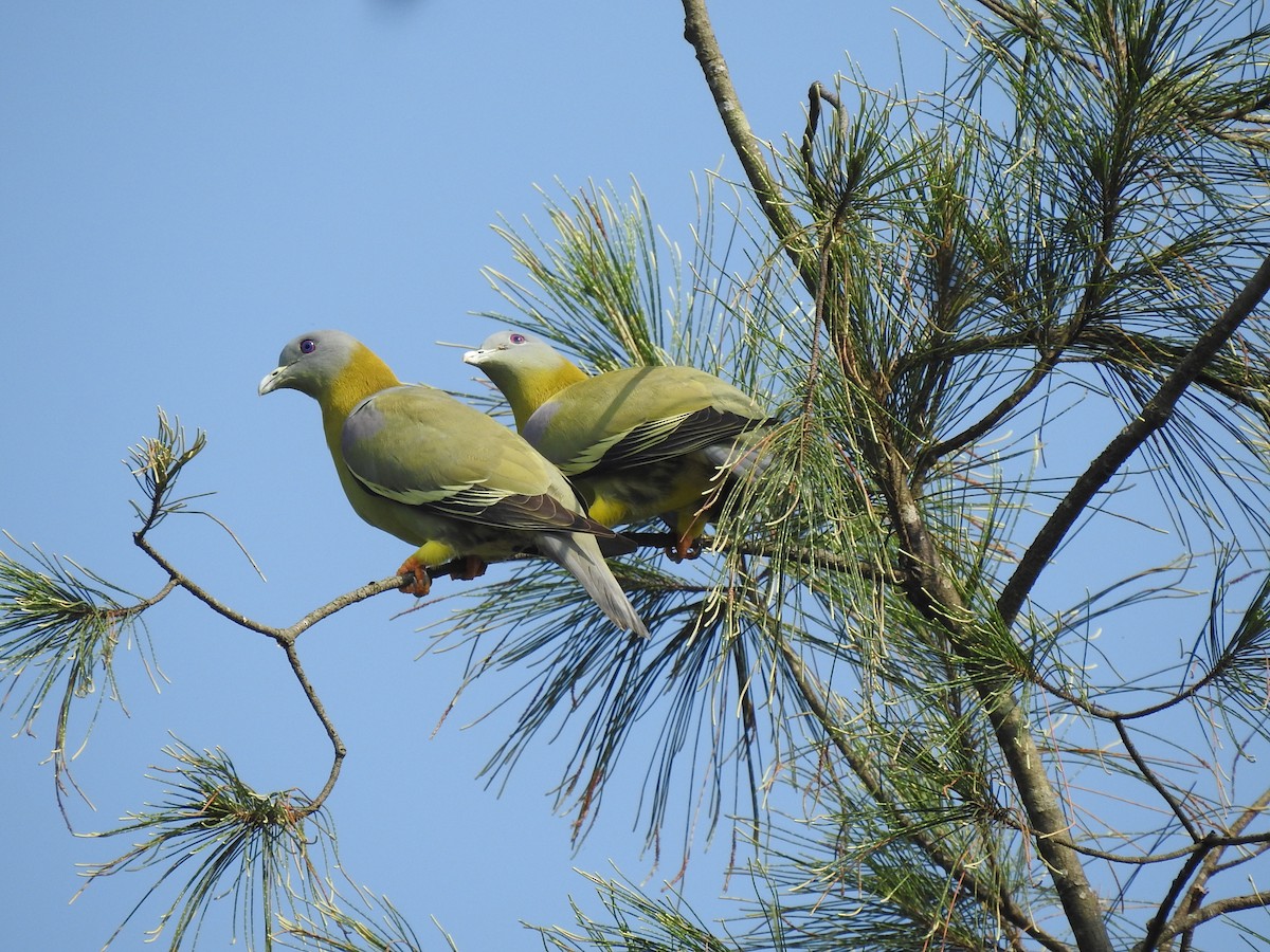 Yellow-footed Green-Pigeon - ML381928301