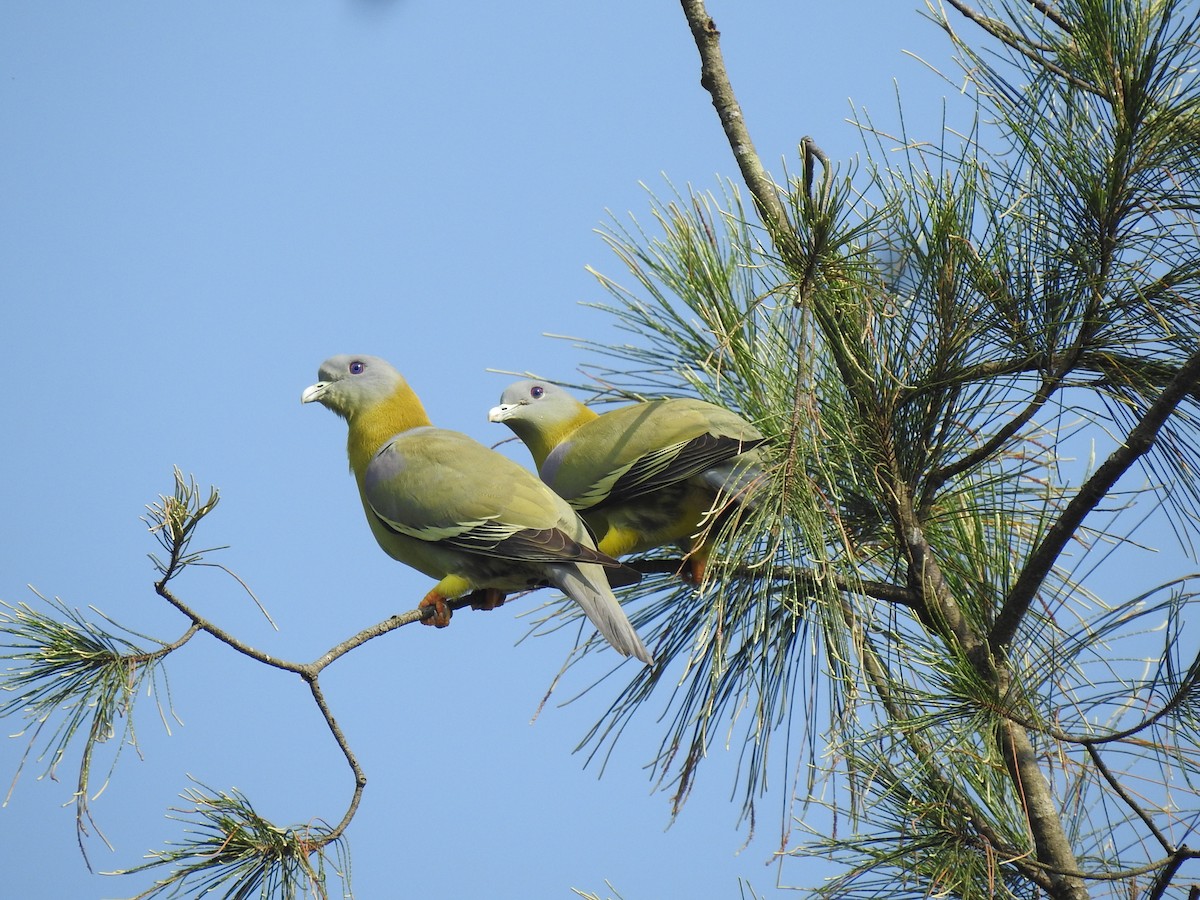 Yellow-footed Green-Pigeon - ML381928311
