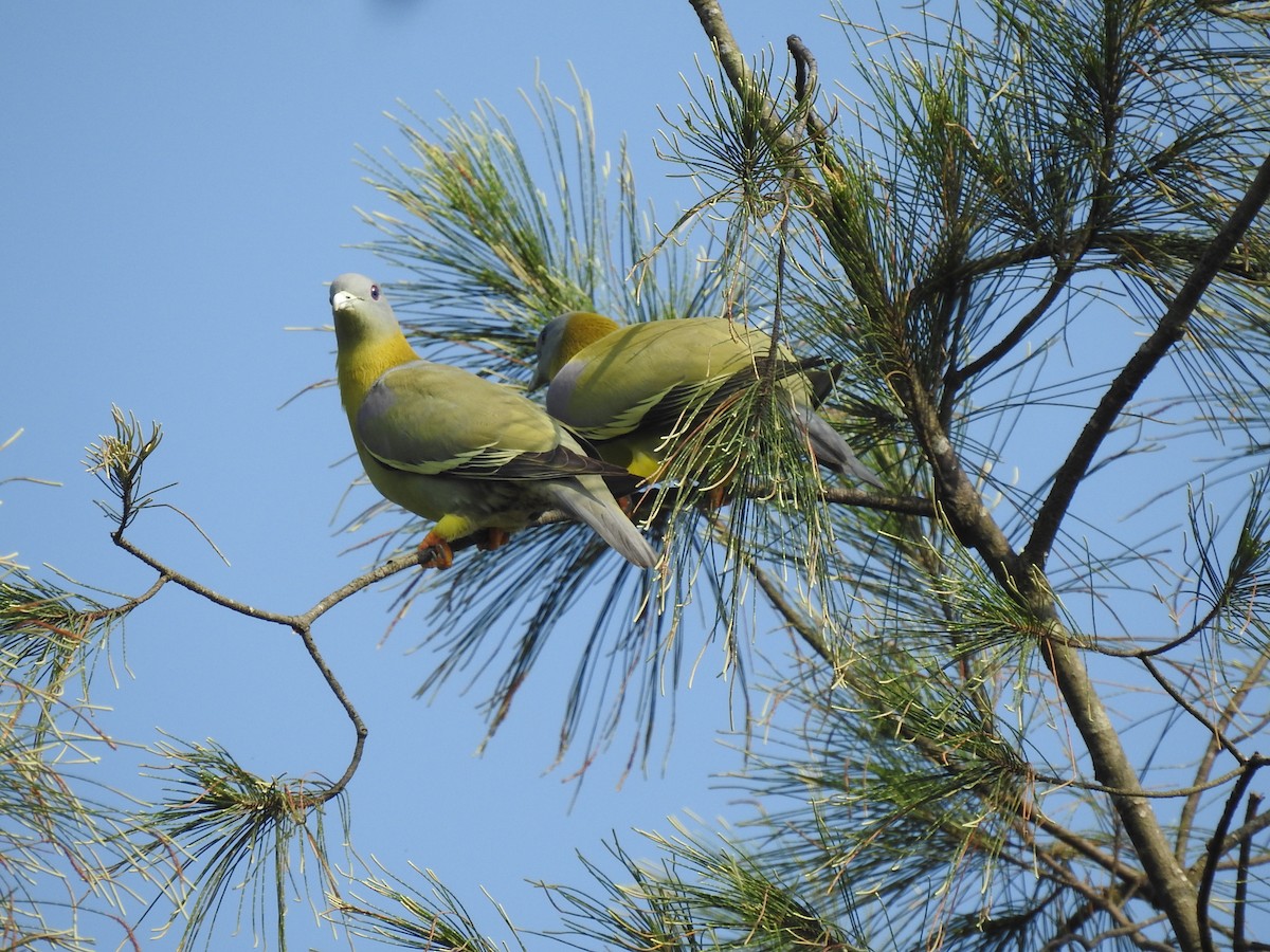 Yellow-footed Green-Pigeon - ML381928321