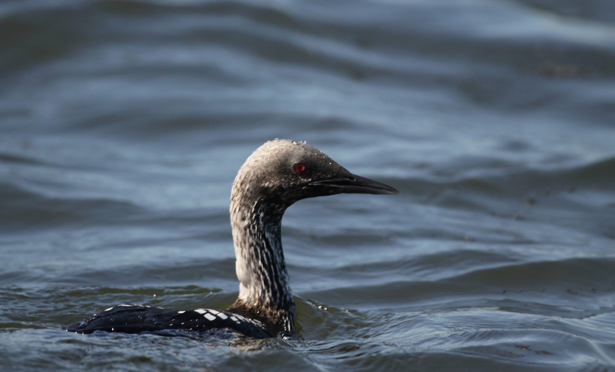 Pacific Loon - ML38192871