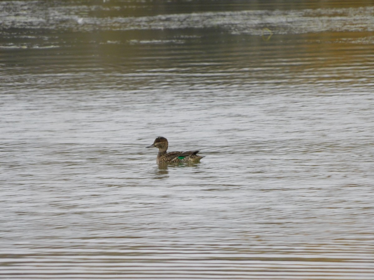 Green-winged Teal - ML381928791