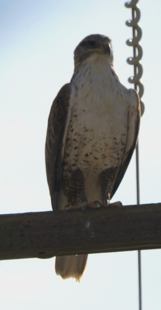 Ferruginous Hawk - Paul Fenwick