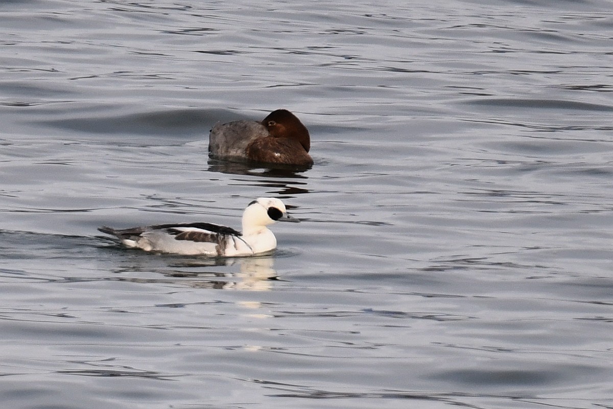 Smew - ML381930081