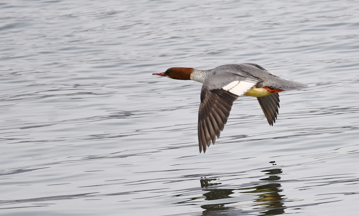 Common Merganser - ML381930131