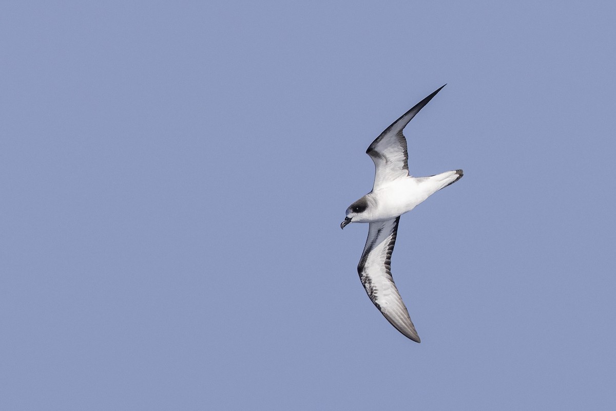 Barau's Petrel - ML381931431