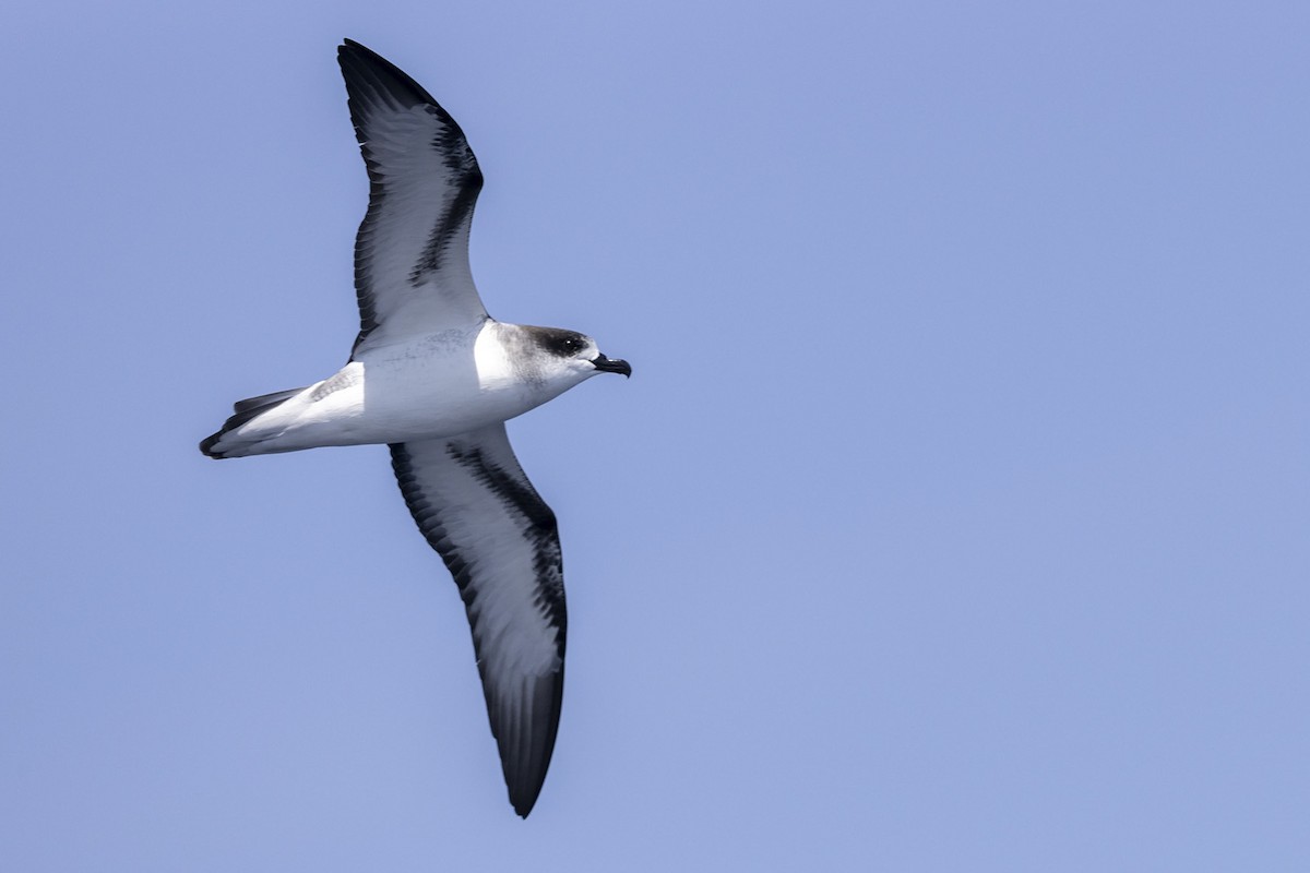 Barau's Petrel - ML381931451