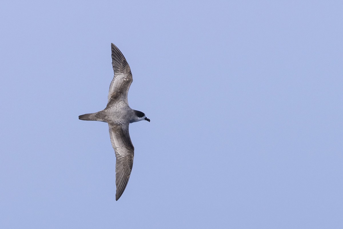 Barau's Petrel - ML381931461