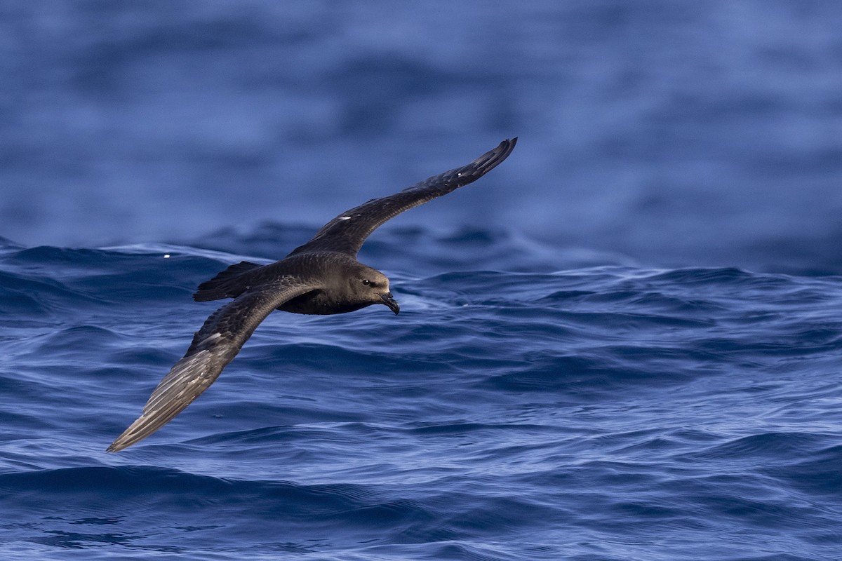 Great-winged Petrel - ML381931481