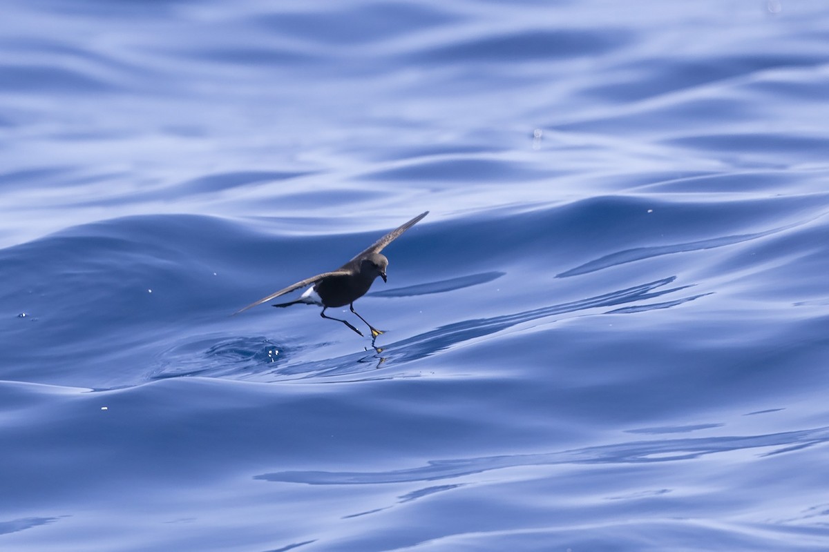 黃蹼洋海燕(oceanicus/exasperatus) - ML381931591