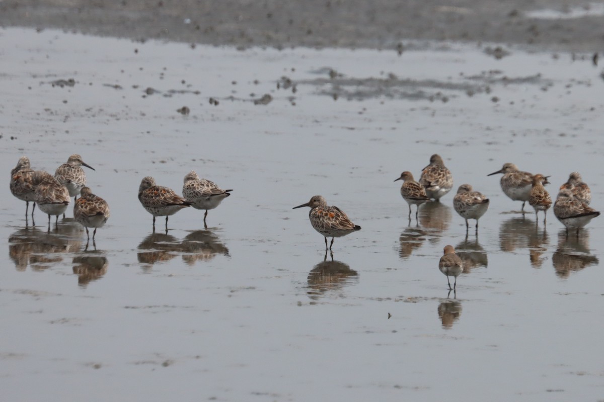 Great Knot - ML381931871