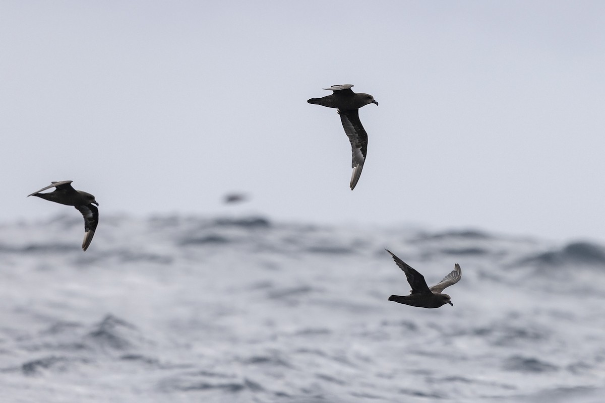 Great-winged Petrel - ML381932401