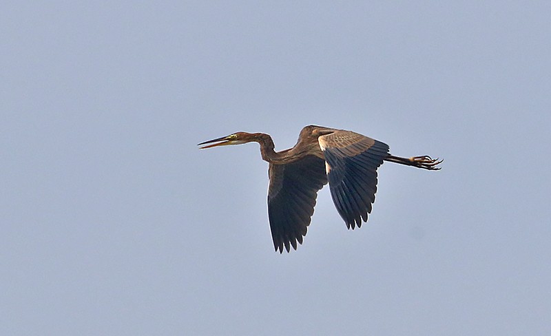 Purple Heron - ML381935671