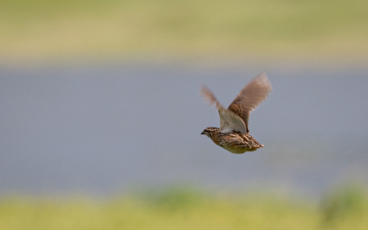 Rain Quail - ML381935761