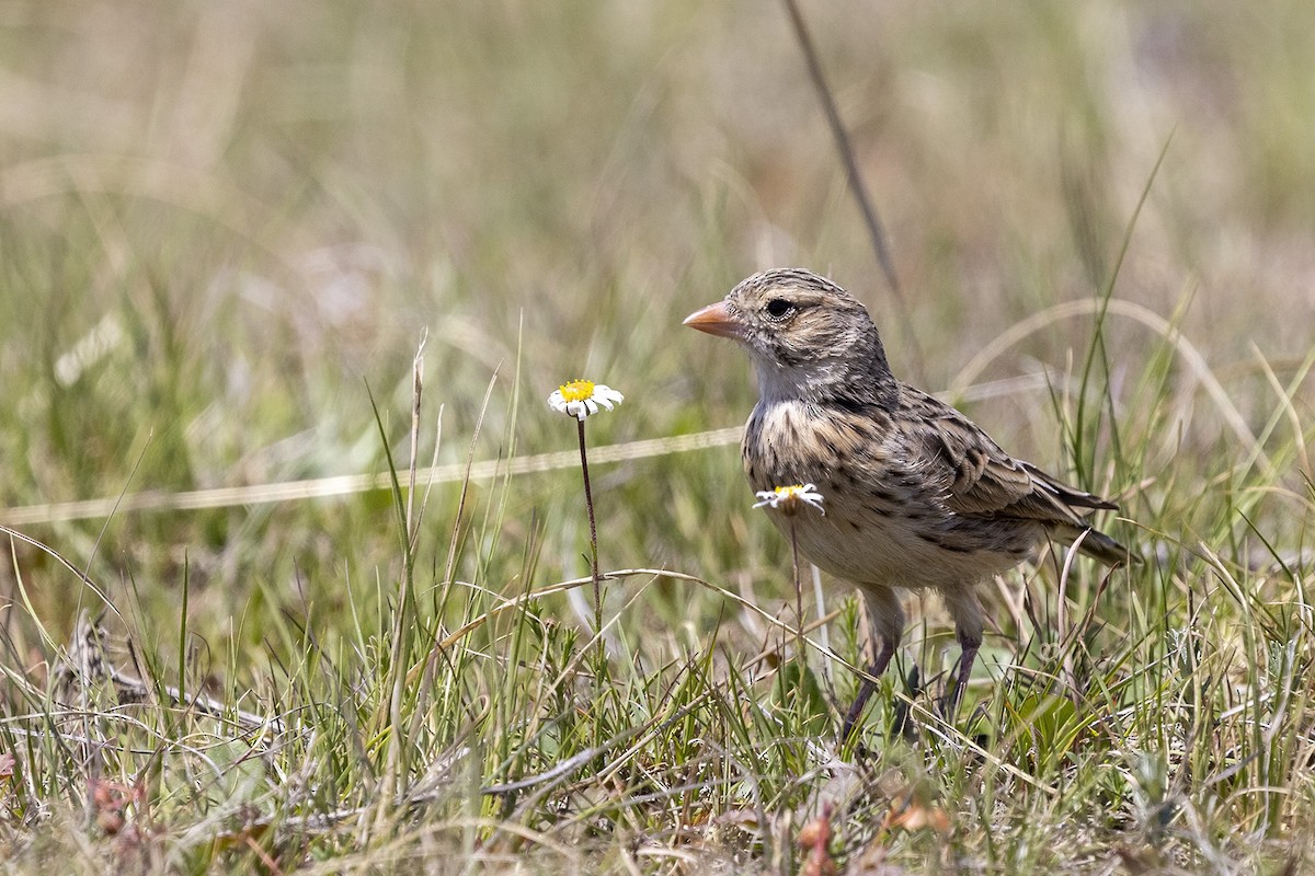 Botha's Lark - Niall D Perrins