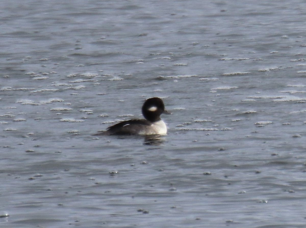 Bufflehead - Michel Marsan