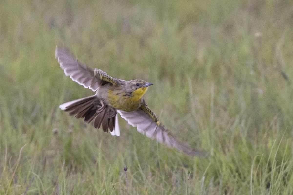 Yellow-breasted Pipit - Niall D Perrins