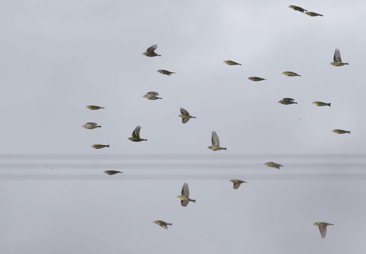 Eurasian Siskin - ML381937621