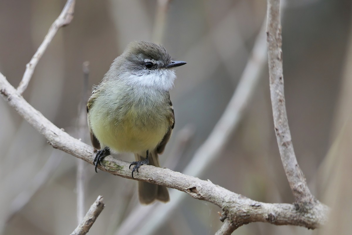 White-throated Tyrannulet - Jorge  Quiroga