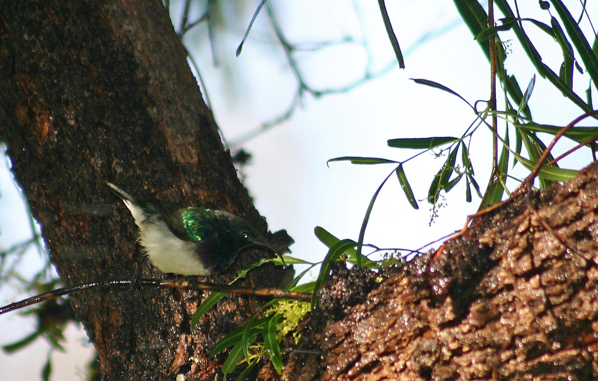 White-breasted Sunbird - ML381944801