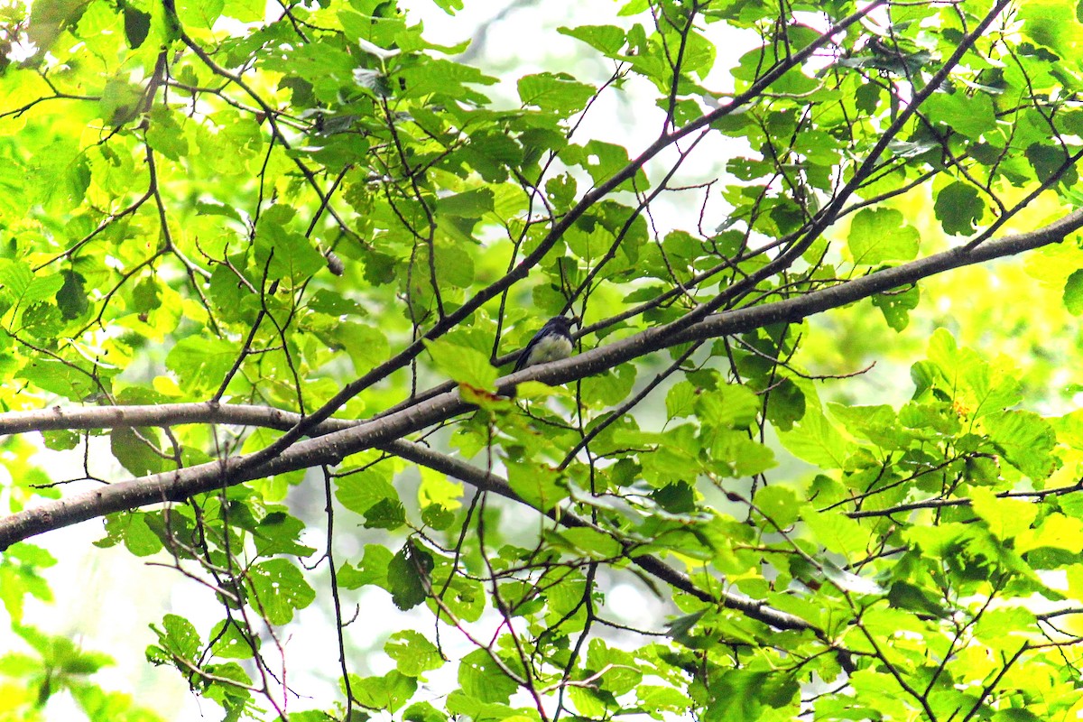 Blue-and-white Flycatcher - VINODKUMAR SARANATHAN