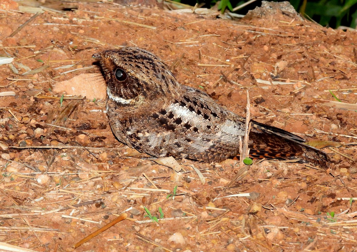 Rufous Nightjar - ML381947761