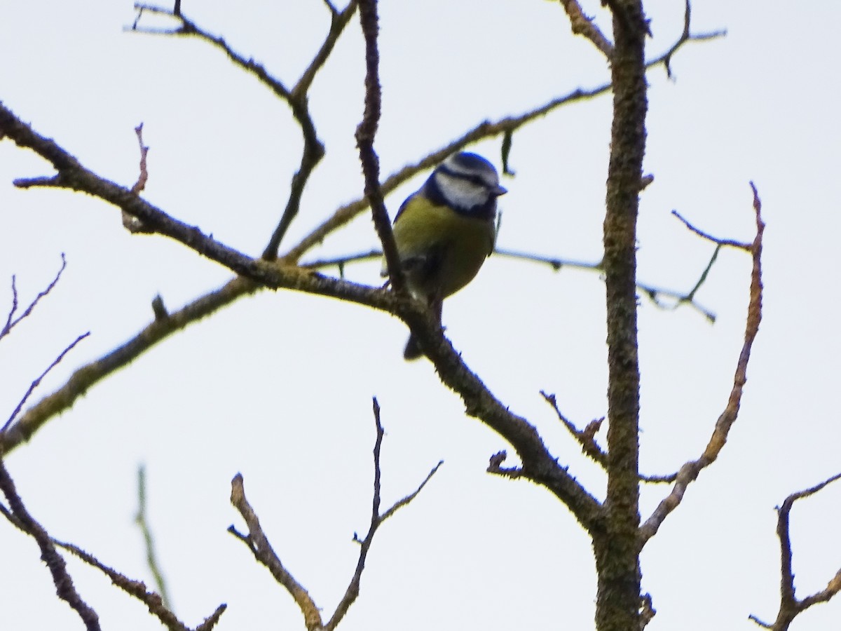 Eurasian Blue Tit - ML381948091