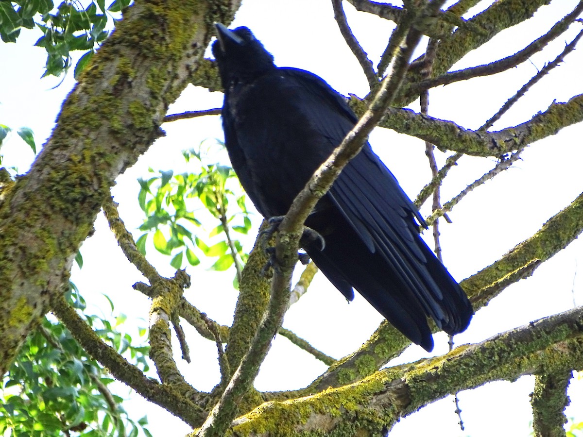 Common Raven - ML381948161