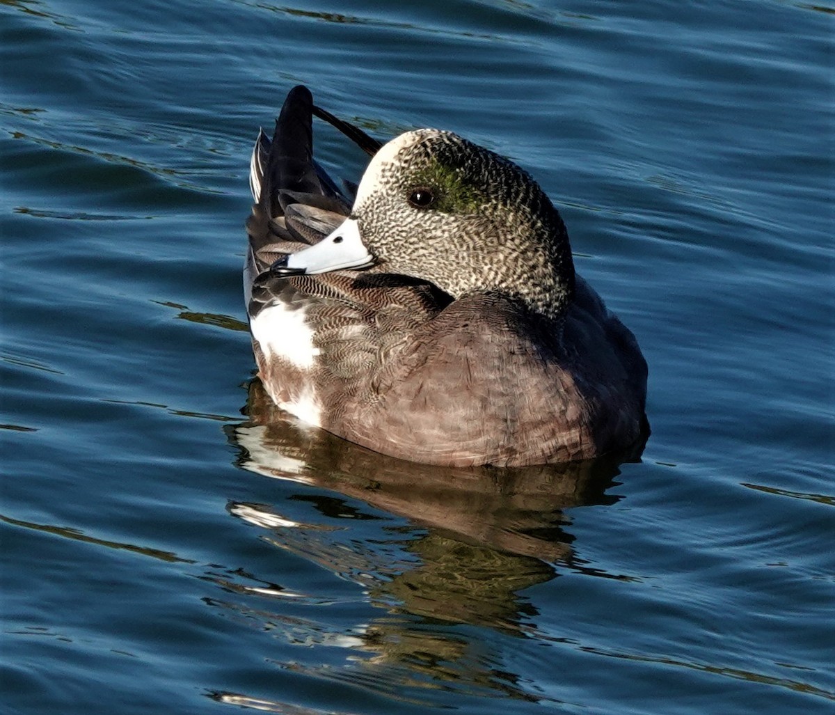 American Wigeon - Richard Block