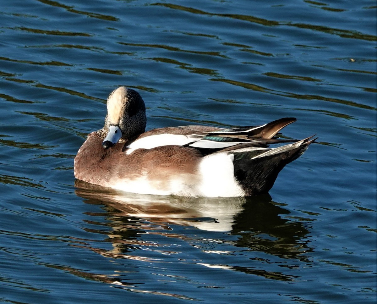 American Wigeon - Richard Block