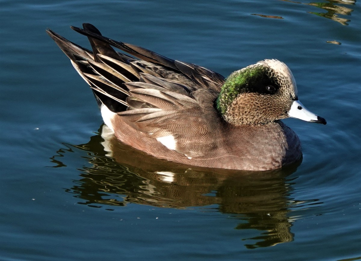 American Wigeon - Richard Block