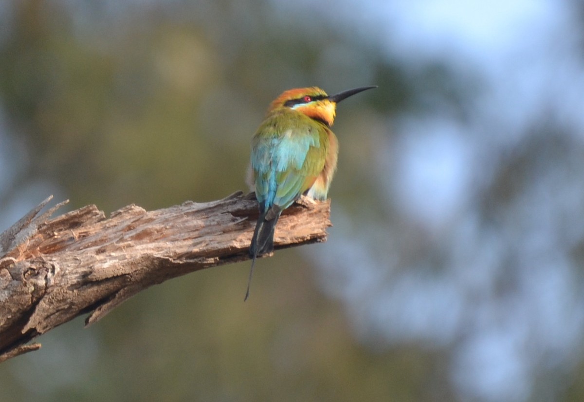 Rainbow Bee-eater - Robert Vaughan
