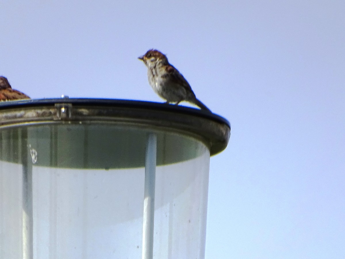 Eurasian Tree Sparrow - ML381948341