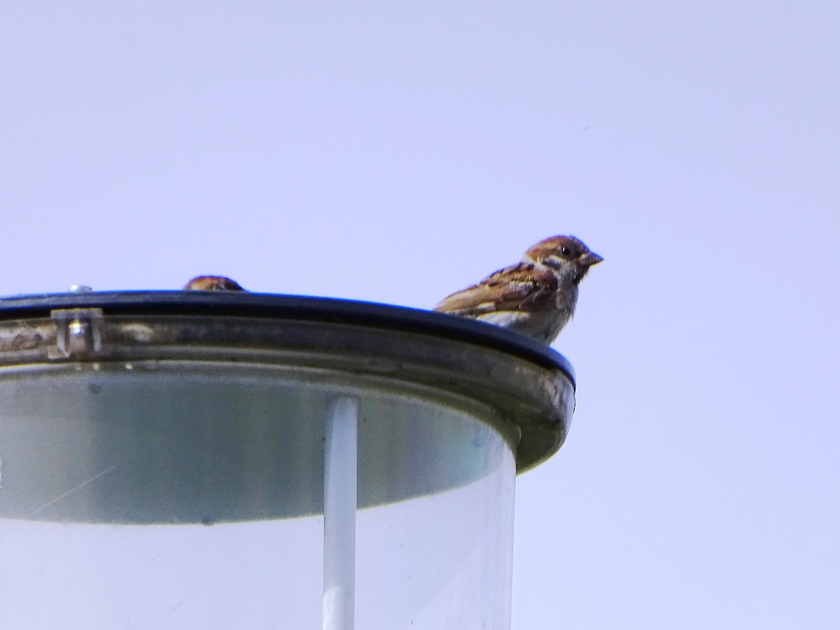Eurasian Tree Sparrow - ML381948351